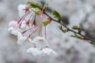 Washington State, Bellevue. Cherry blossoms Art Print